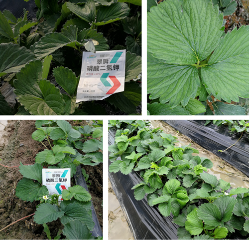 磷酸二氫鉀,葉面肥,拉姆拉 磷酸二氫鉀,葉面肥,拉姆拉