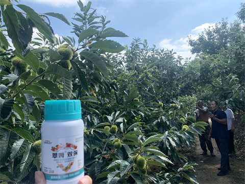 水溶肥品牌,板栗?；ū９?翠姆雙保