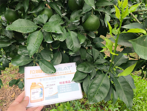 進口水溶肥,柑橘種植,翠姆水溶肥 進口水溶肥,柑橘種植,翠姆水溶肥