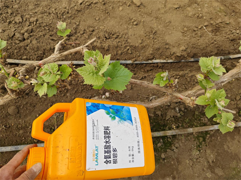 進(jìn)口水溶肥,葡萄施肥,翠姆水溶肥