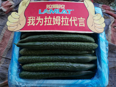 進(jìn)口水溶肥,黃瓜種植,拉姆拉滴灌級(jí)特種肥