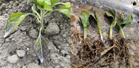 水溶肥廠(chǎng)家,倒春寒,拉姆拉安碧解