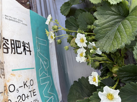 進(jìn)口水溶肥,草莓種植,拉姆拉滴灌級特種肥