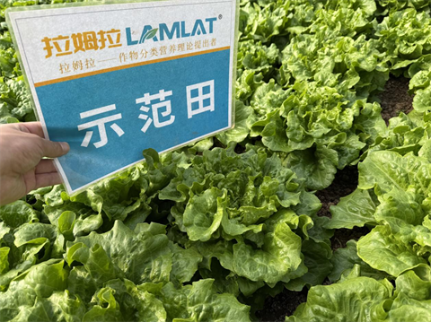 水溶肥廠家,葉菜種植,翠姆水溶肥