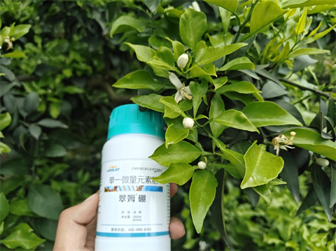 水溶肥品牌,柑橘種植,拉姆拉滴灌級(jí)特種肥