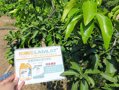 水溶肥品牌,柑橘種植,拉姆拉滴灌級(jí)特種肥