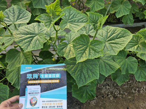 水溶肥,土壤重茬,翠姆生根重茬康