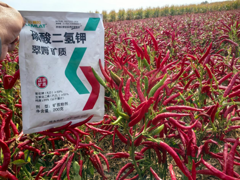 水溶肥廠家,朝天椒種植,翠姆水溶肥