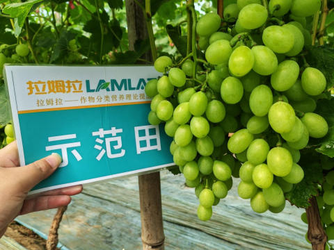 水溶肥廠家,土壤惡化,拉姆拉滴灌級特種肥