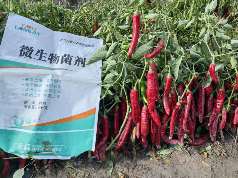 水溶肥廠家,辣椒種植,翠姆水溶肥