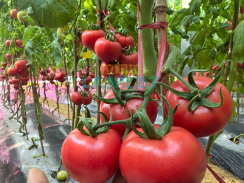 水溶肥,番茄種植,拉姆拉滴灌級(jí)特種肥